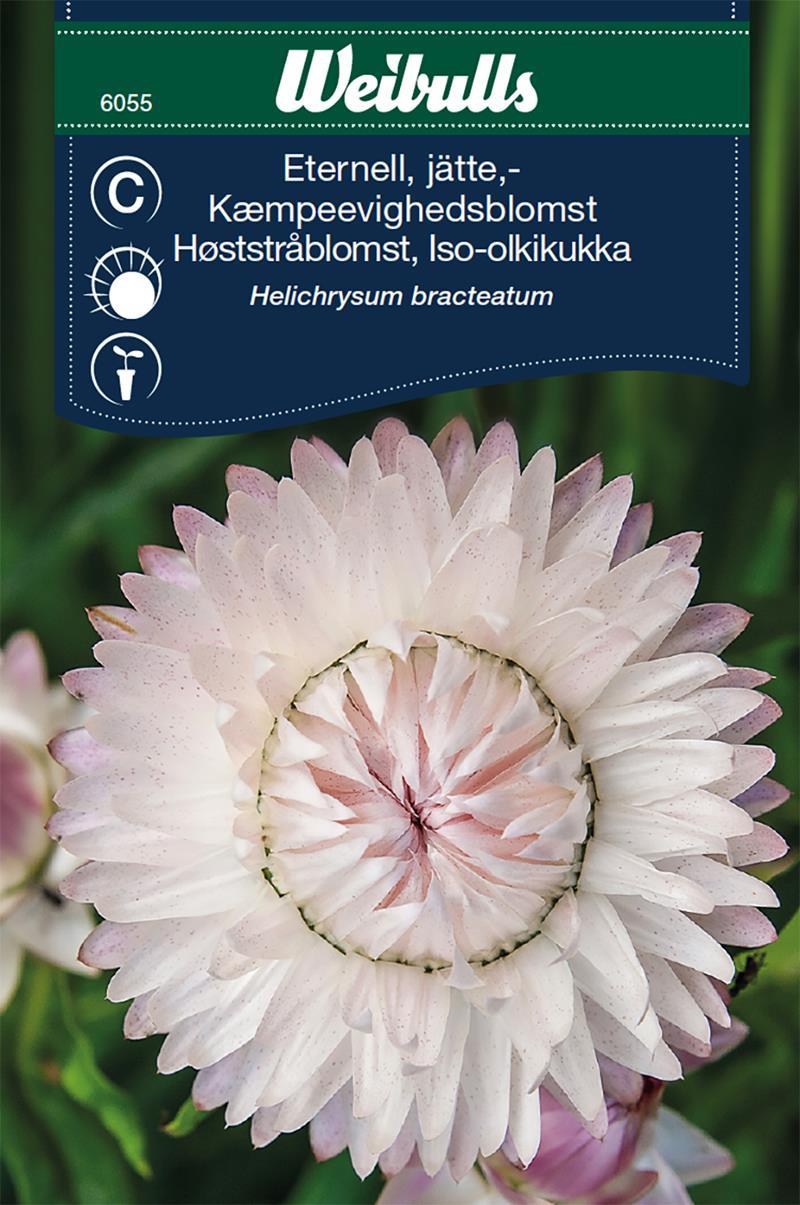 6055 Eternell jätte- Silverpink- (rosa) Helichrysum bracteatum
