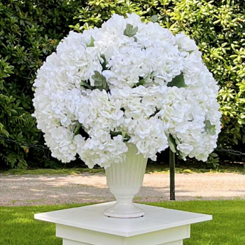 Hortensia boll2021-3