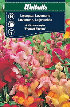 6038 Lejongap Anthirrinum majus