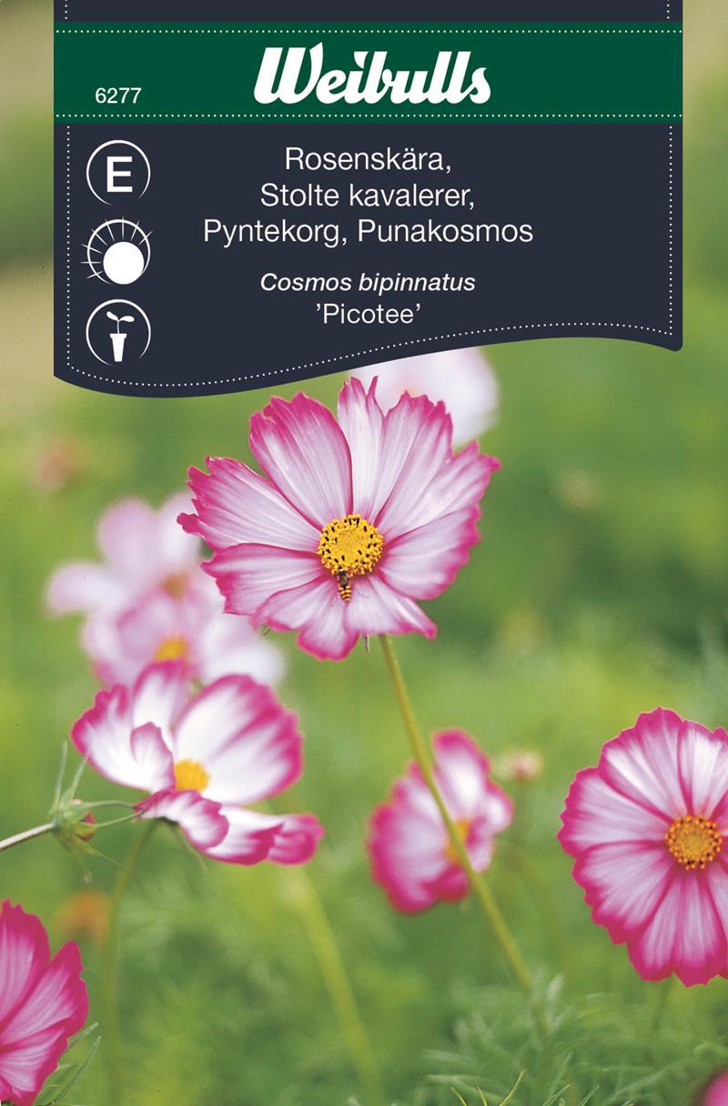 6277, Rosenskära rosa/vit Cosmos Bipinnatus