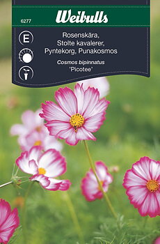 6277, Rosenskära rosa/vit Cosmos Bipinnatus