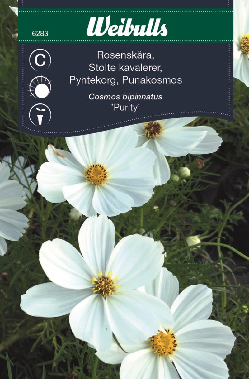 6283 Rosenskära (vit) Cosmos Bipinnatus