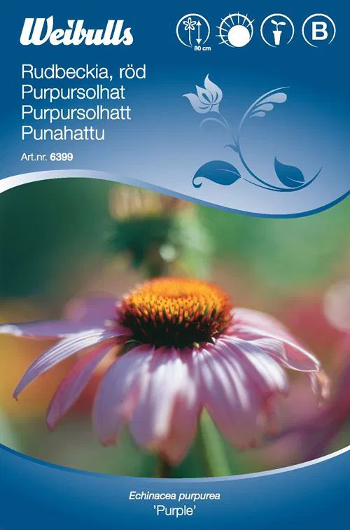 6399, Rudbeckia, röd  Echinacea purpurea - 3