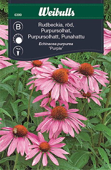 6399, Rudbeckia, röd  Echinacea purpurea