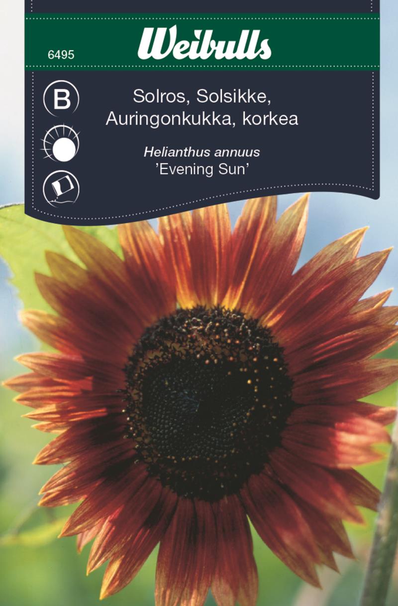 6495, Solros evening sun (gul / röd) Helianthus annuus