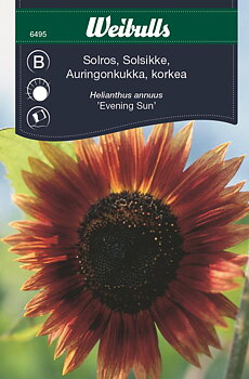 6495, Solros evening sun (gul / röd) Helianthus annuus