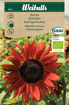 6467, Solros KRAV Velvet queen Helianthus annuus
