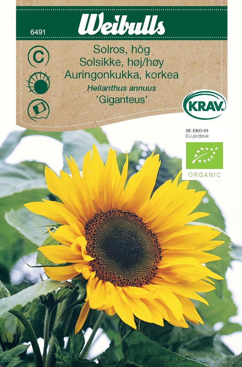 6491, Solros Giganteus KRAV, hög Helianthus annuus