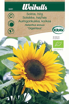 6491, Solros Giganteus KRAV, hög Helianthus annuus