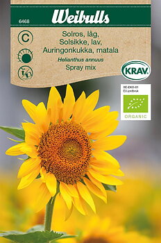 6468, Solros KRAV Spray mix  Helianthus annuus