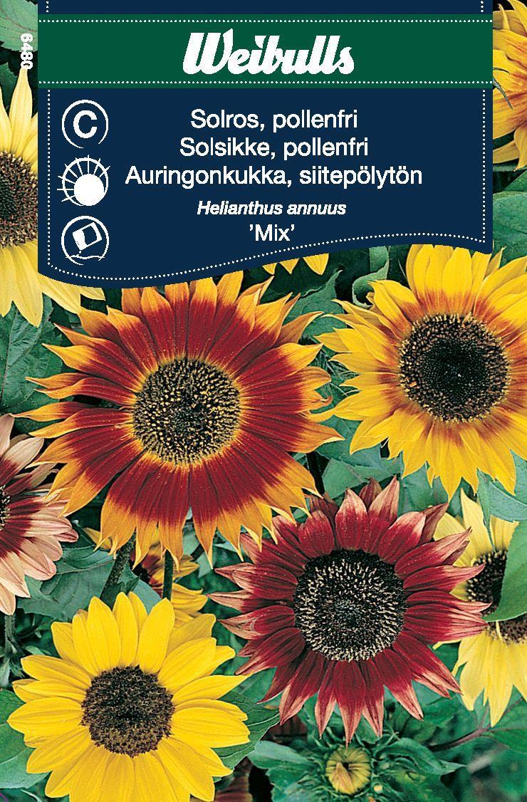 6480, Solros pollenfri mix Helianthus annuus