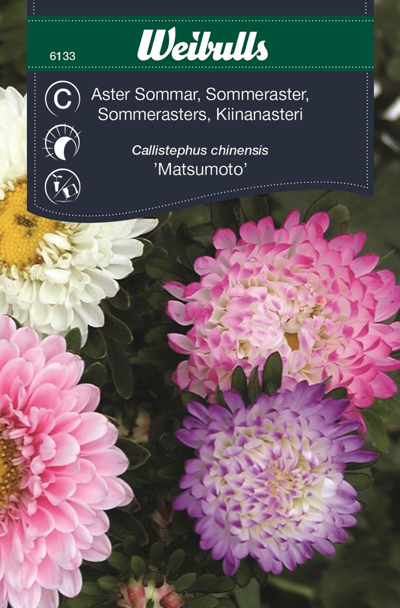 6133, Aster pastell sommar Callistephus chinensis