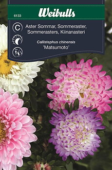 6133, Aster pastell sommar Callistephus chinensis