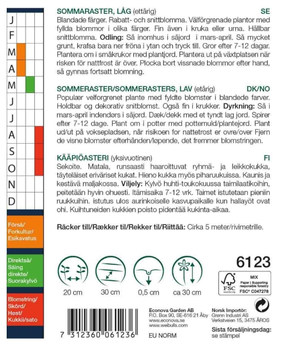 6123 Sommaraster, låg Callistephus chinensis - 2