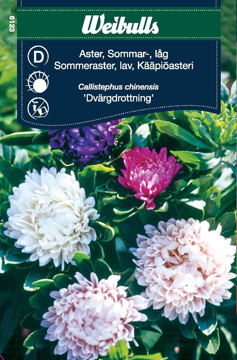 6123 Sommaraster, låg Callistephus chinensis