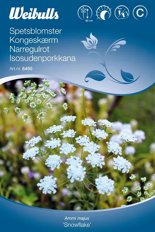 6450, Spetsblomster  Ammi majus