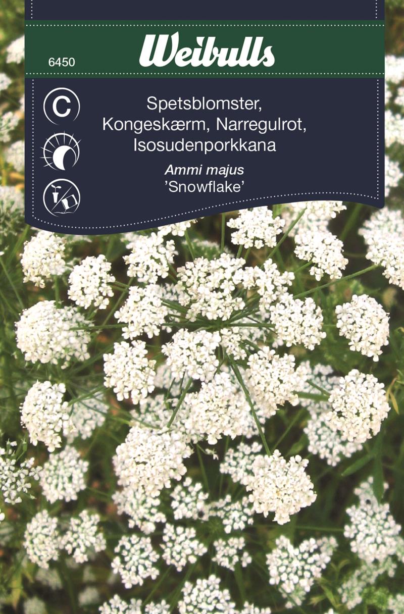 6450, Spetsblomster  Ammi majus - 3