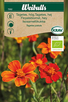 7352 Tagetes hög KRAV Tagetes patula