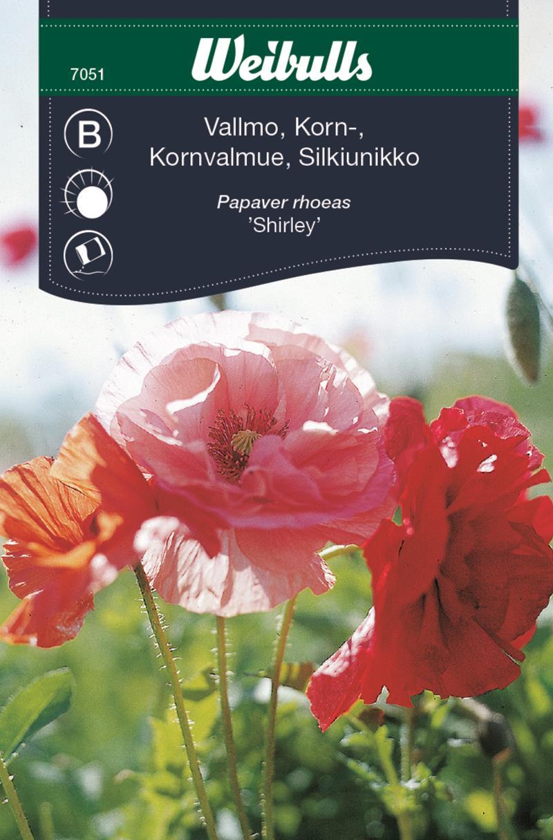 7051, Vallmo, korn, shirley- (vit / rosa / röd)  Papaver rhoeas - 3