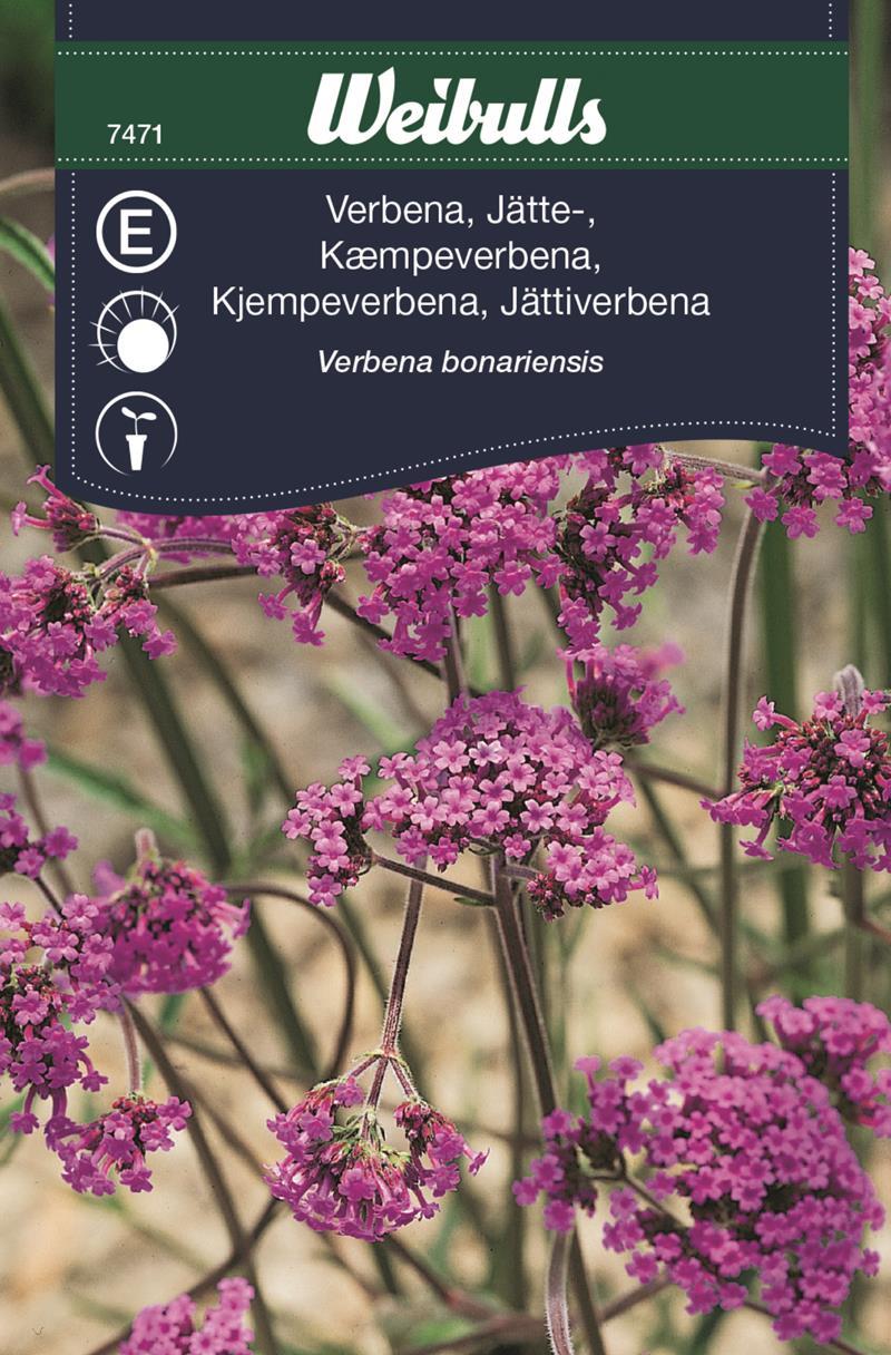 7471 Verbena, jätte-  Verbena bonariensis