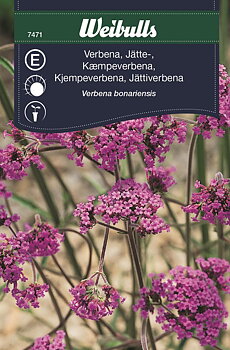 7471 Verbena, jätte-  Verbena bonariensis