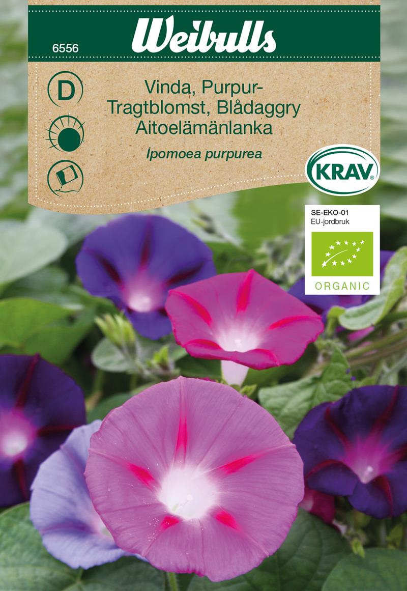 6556, Vinda, purpur KRAV  Ipomoea purpurea