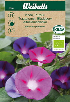 6556, Vinda, purpur KRAV  Ipomoea purpurea