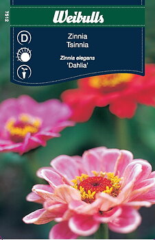 7512, Zinnia dahliablom (blandning)  Zinnia elegans