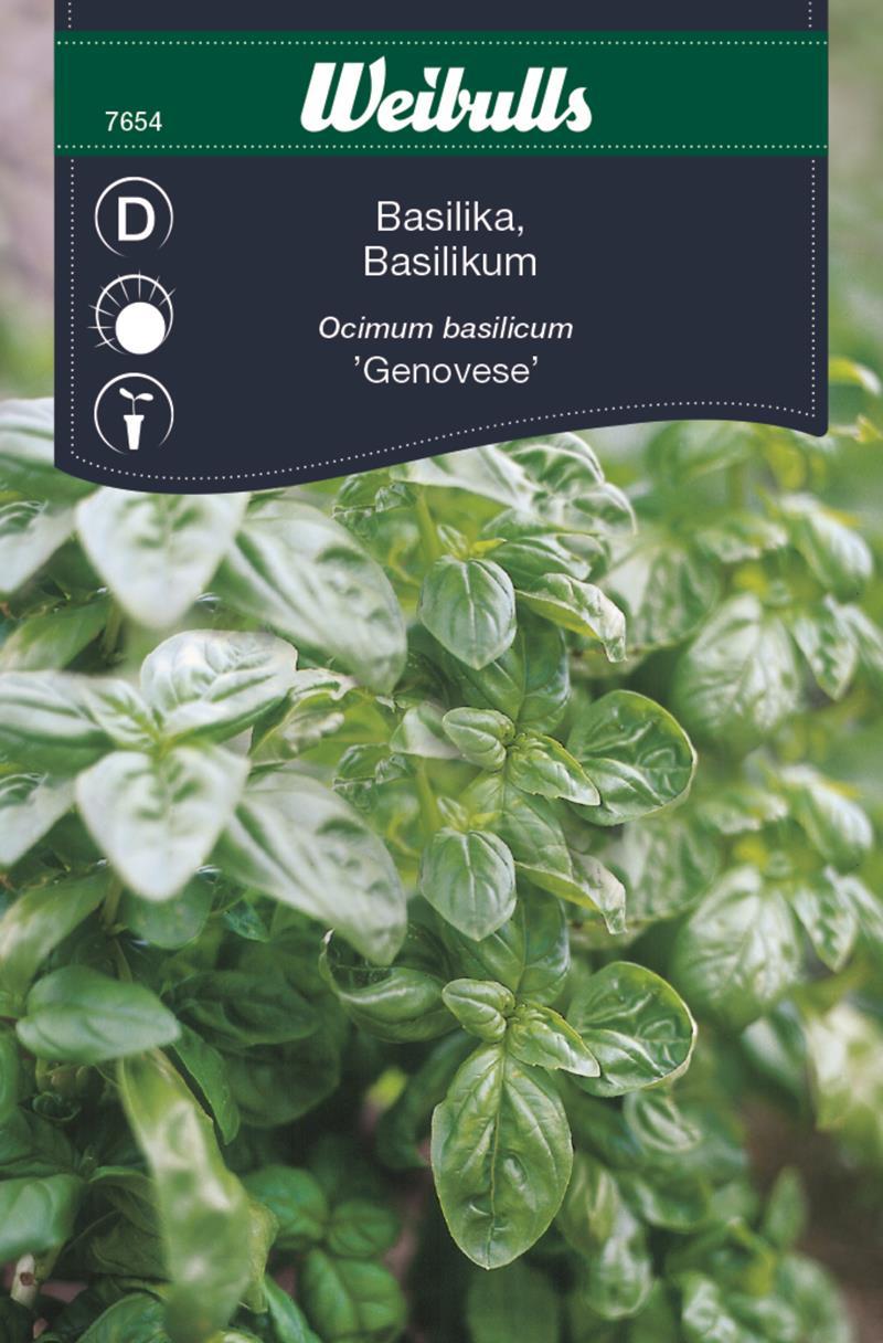 7654, Basilika Genovese  Ocimum basilicum - 3