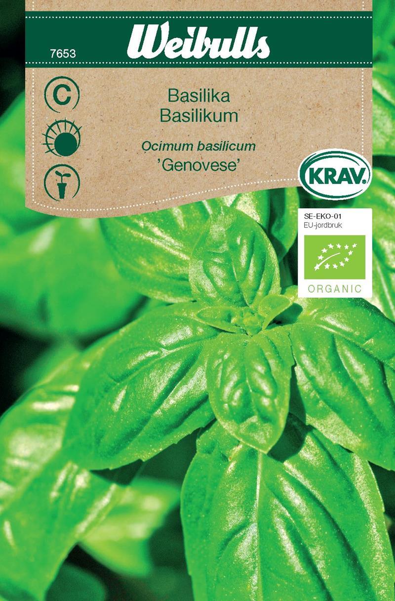 7653 Basilika Genovese KRAV/Ekologisk  Ocimum basilicum
