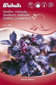 7669 Basilika, rödbladig  Ocimum basilicum