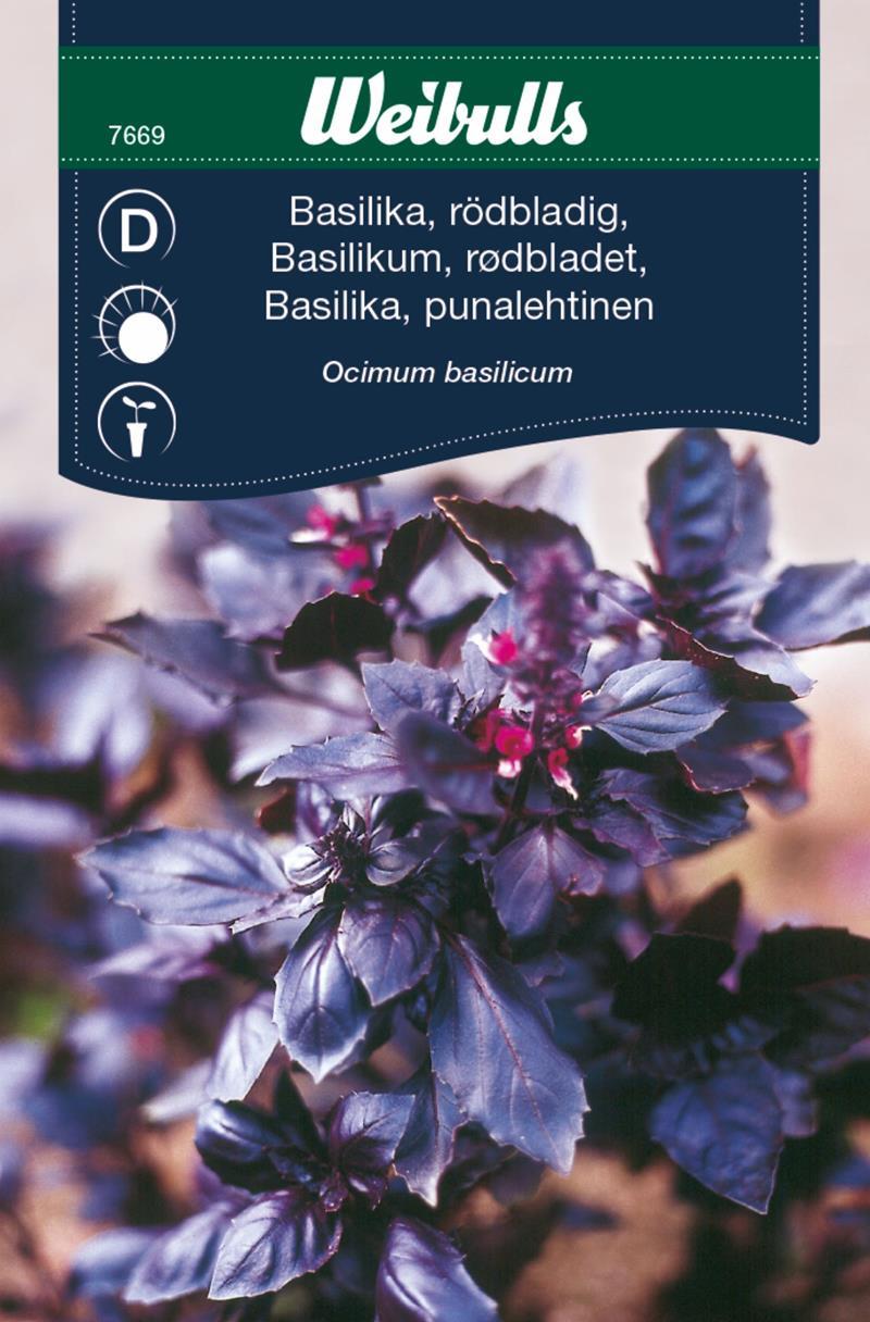 7669 Basilika, rödbladig  Ocimum basilicum - 3