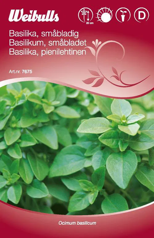 7675 Basilika, småbladig  Ocimum basilicum