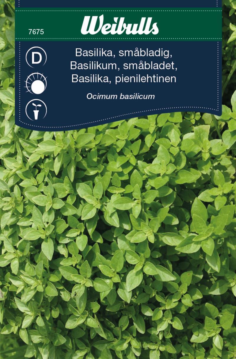7675 Basilika, småbladig  Ocimum basilicum - 3
