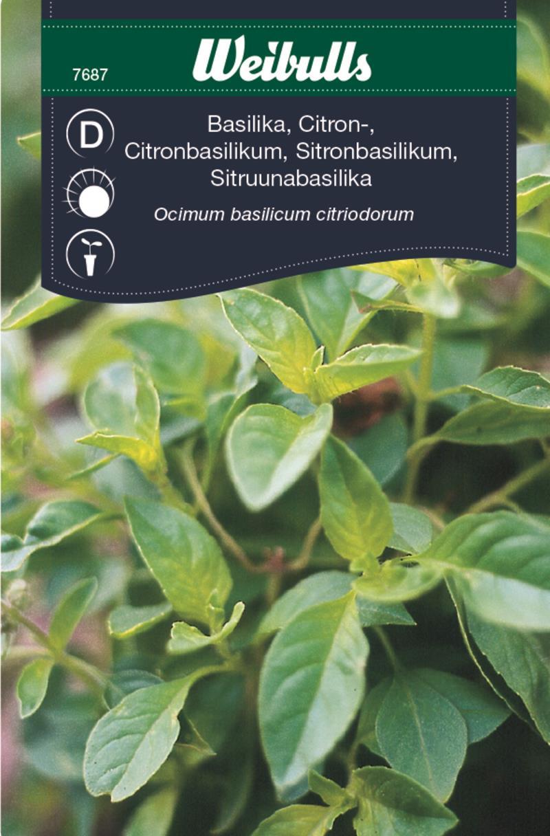 7687 Citronbasilika  Ocimum basilicum citriodorum - 3
