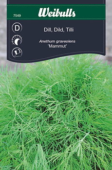 7549, Dill mammut   Anethum graveolens