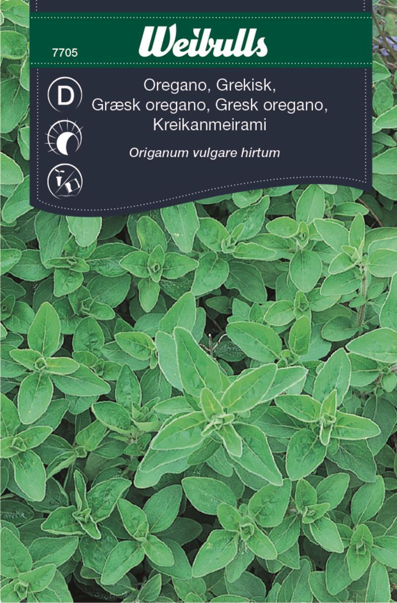 7705 Grekisk oregano   Origanum vulgare hirtum - 3