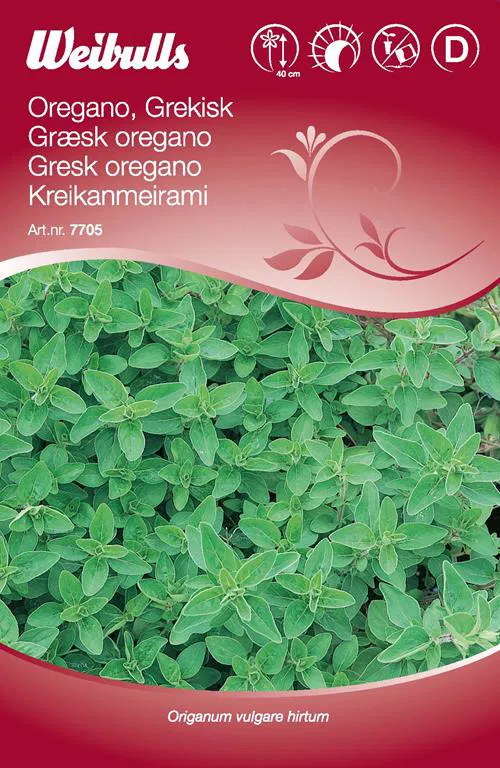 7705 Grekisk oregano   Origanum vulgare hirtum