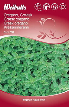 7705 Grekisk oregano   Origanum vulgare hirtum
