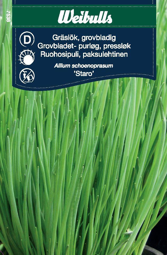 7538 Gräslök, grovbladig  Allium schoenoprasum