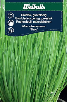 7538 Gräslök, grovbladig  Allium schoenoprasum