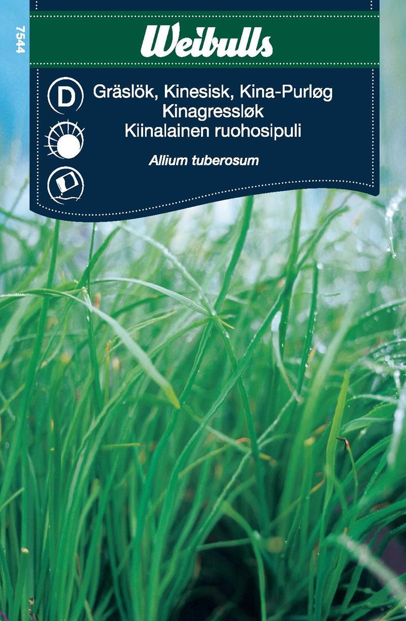 7544 Gräslök, kinesisk  Allium tuberosum