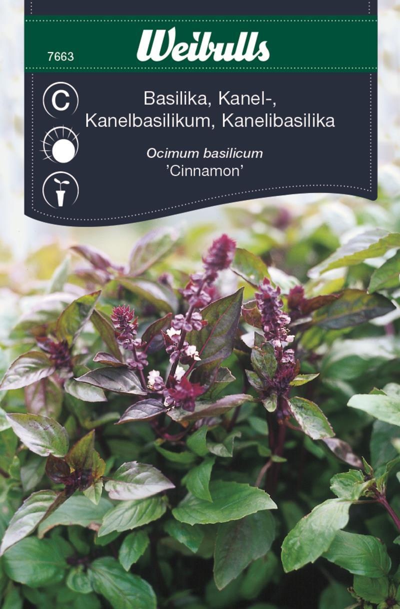 7663 Kanelbasilika   Ocimum basilicum - 3