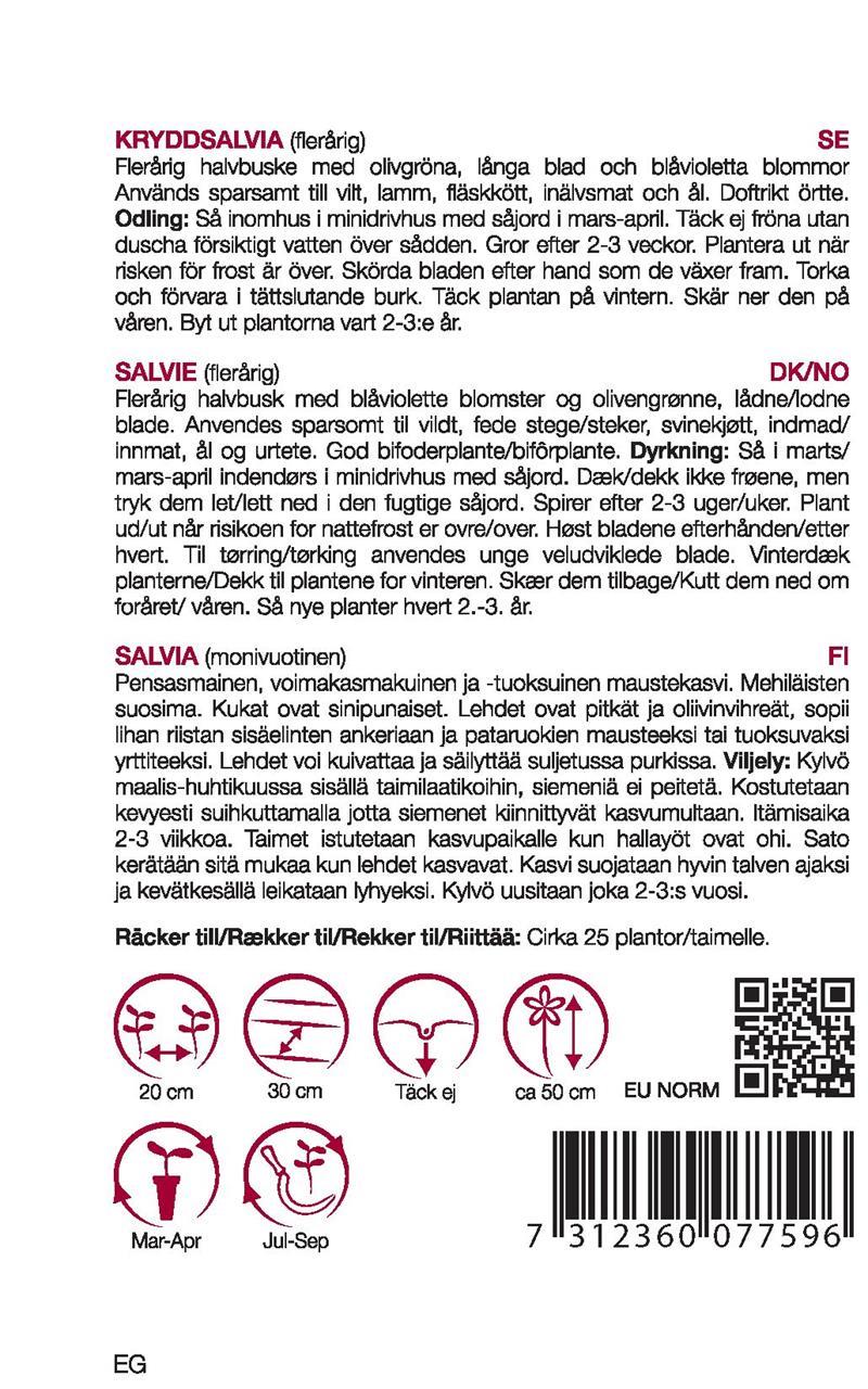 7759 Kryddsalvia   Salvia officinalis - 2
