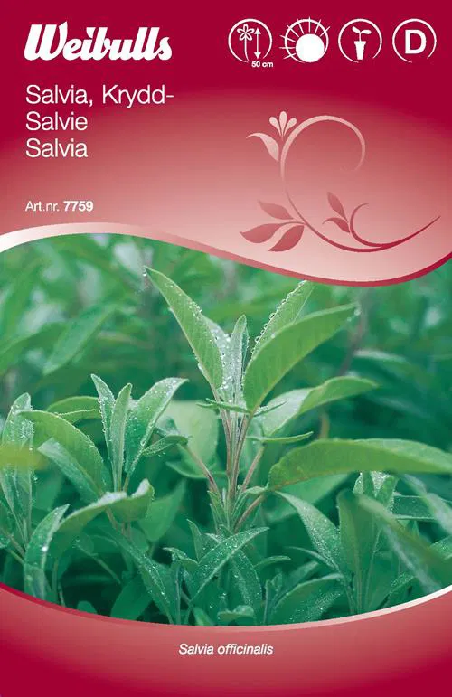 7759 Kryddsalvia   Salvia officinalis