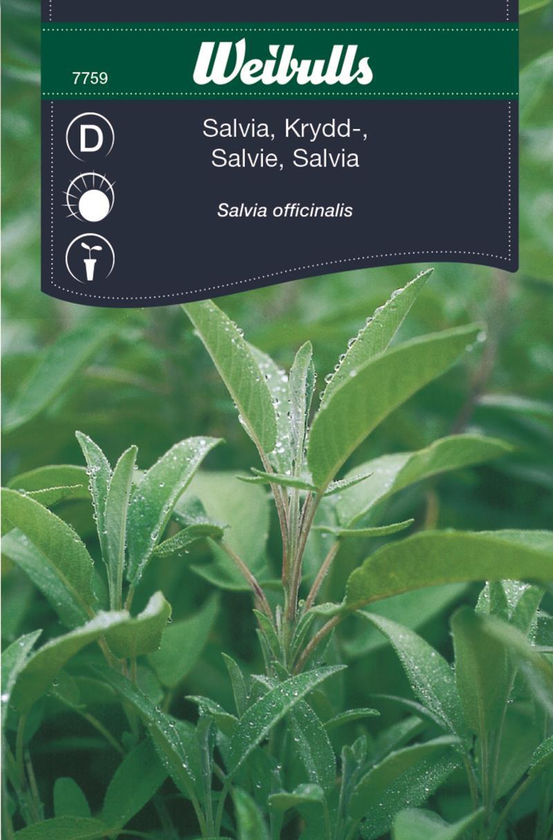 7759 Kryddsalvia   Salvia officinalis - 3