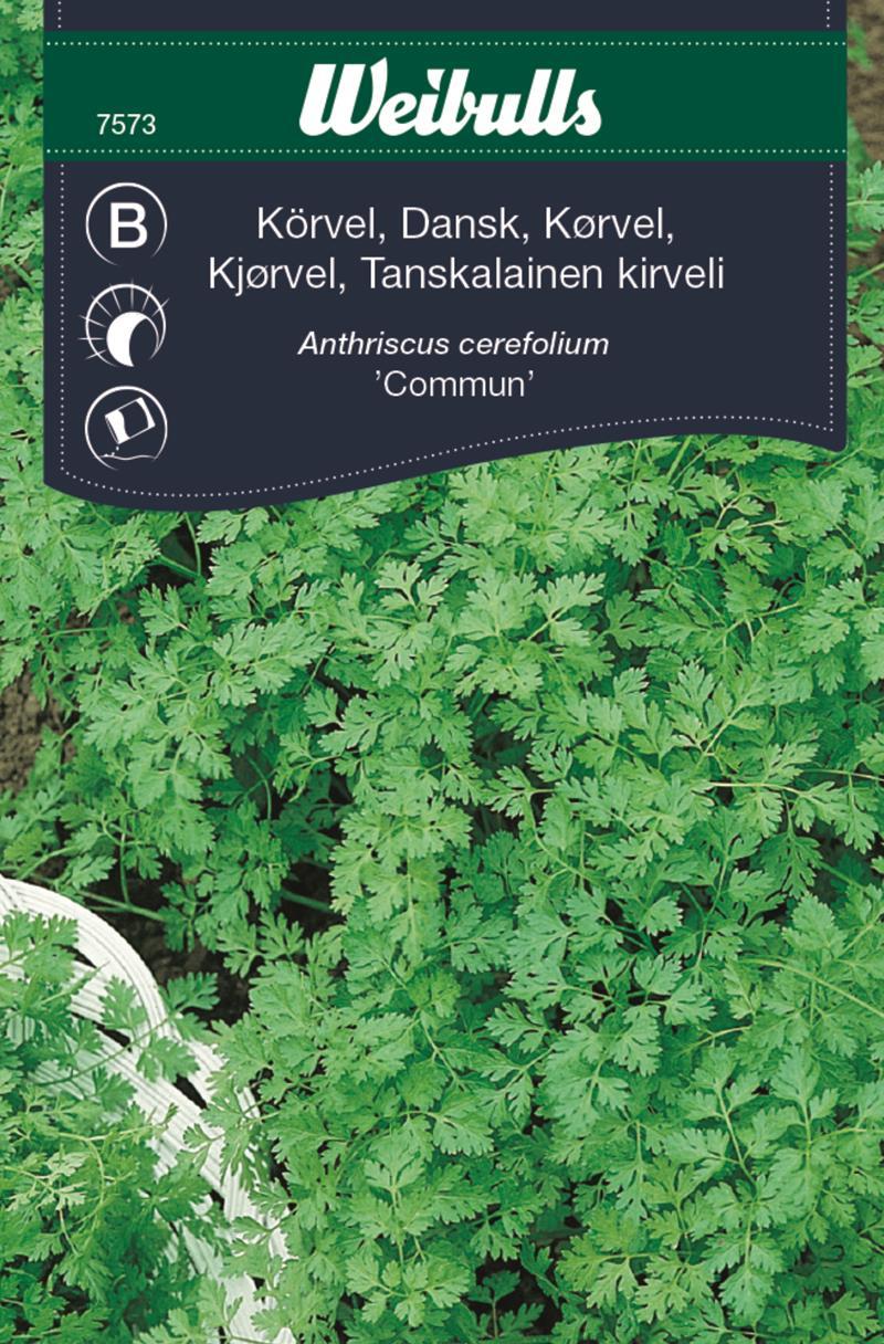 7573 Körvel, dansk   Anthriscus cerefolium
