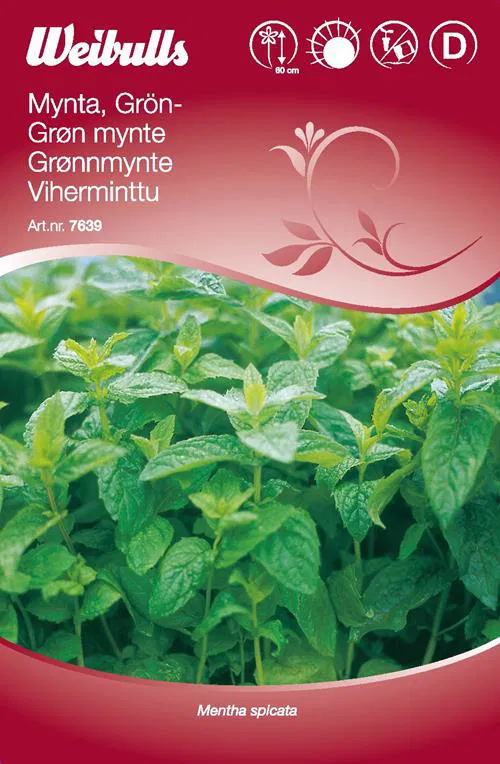 7639 Mynta, grön   Mentha spicata