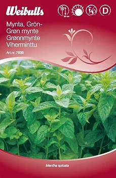 7639 Mynta, grön   Mentha spicata