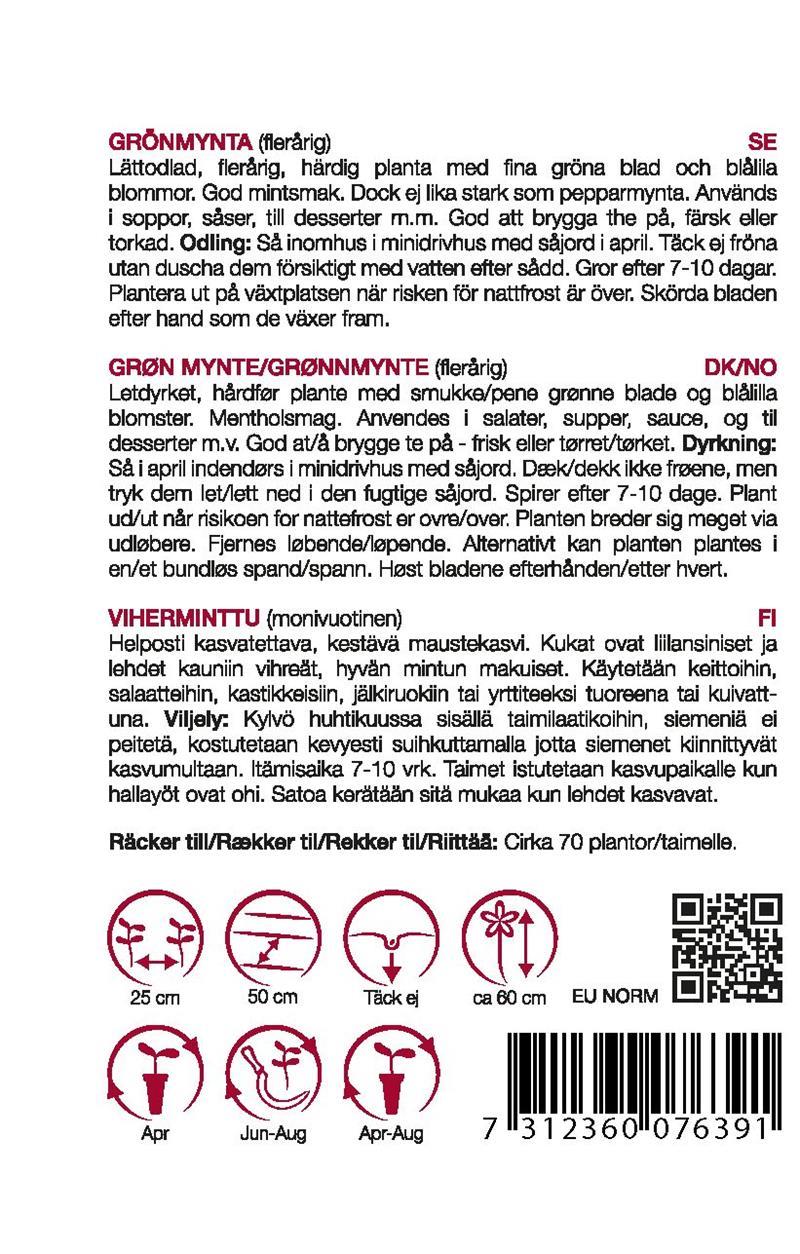7639 Mynta, grön   Mentha spicata - 2